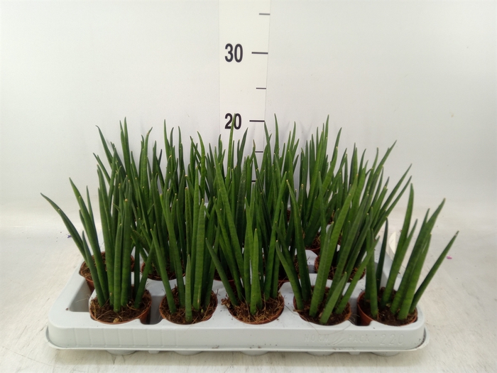 <h4>Sansevieria bacularis</h4>