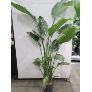 Strelitzia nicolai