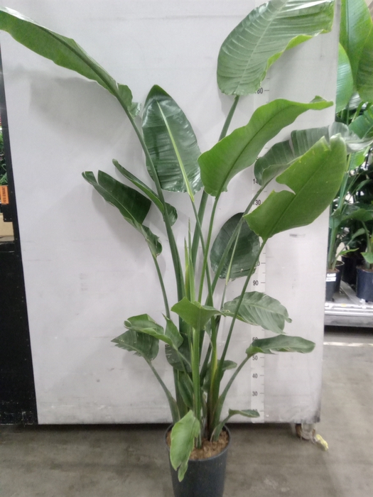 <h4>Strelitzia nicolai</h4>