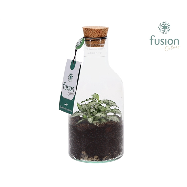 <h4>Terrarium Fles mini met Fittonia</h4>