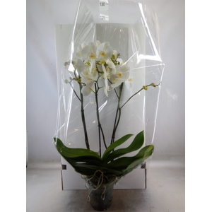 Phalaenopsis   ...white