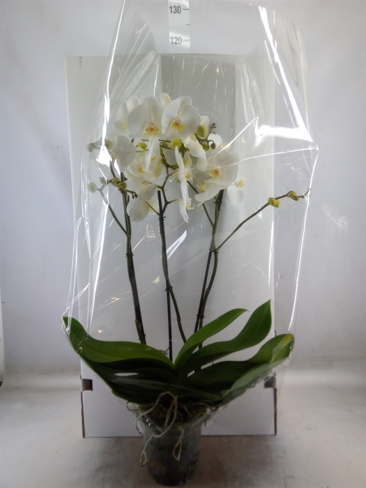 <h4>Phalaenopsis   ...white</h4>
