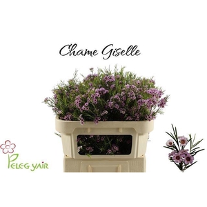 CHAME GISELLE