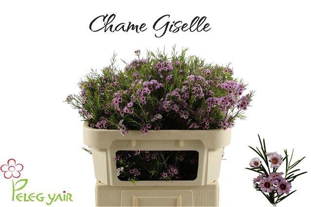 <h4>CHAME GISELLE</h4>