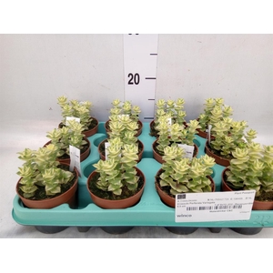 Crassula   ...