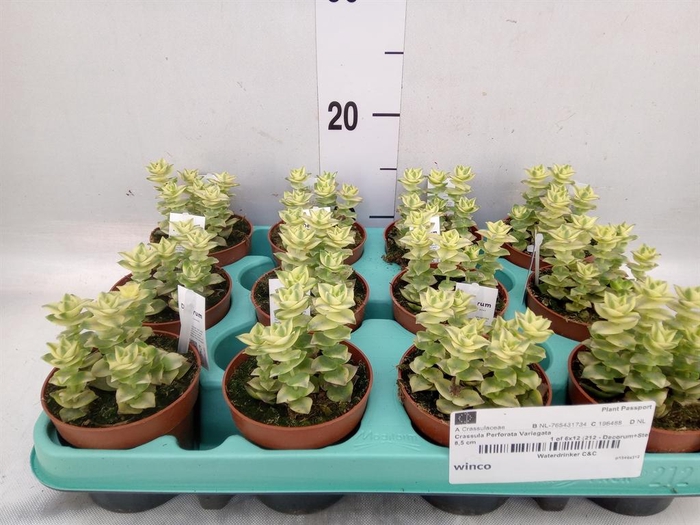 <h4>Crassula ...</h4>