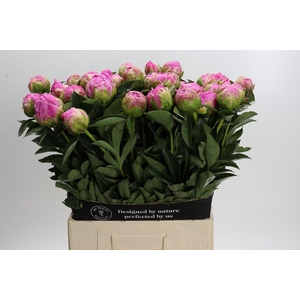 Paeonia Glory Hallelujah