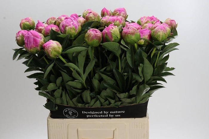 <h4>Paeonia Glory Hallelujah</h4>