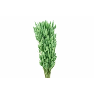 Dried Lagurus X5 Bl Light Green Bunch