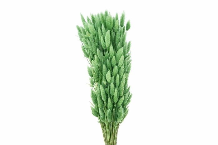 <h4>Dried Lagurus X5 Bl Light Green Bunch</h4>