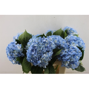 Hydr. M Light Blue 60-17