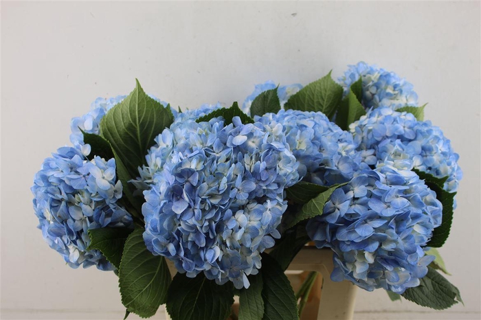 <h4>Hydr. M Light Blue 60-17</h4>