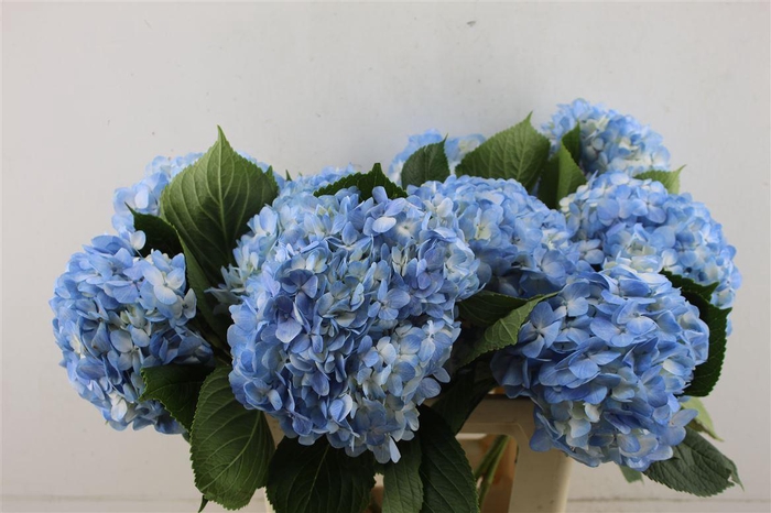 <h4>Hydr. M Light Blue 60-17</h4>