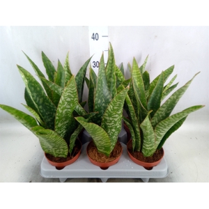 Sansevieria   ...