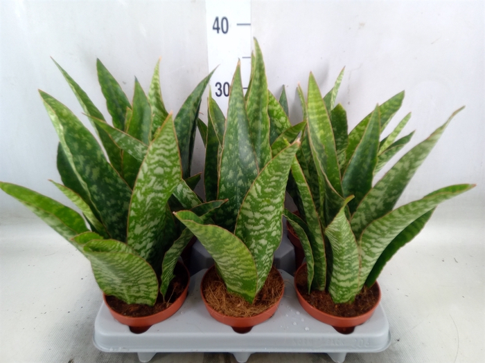 <h4>Sansevieria   ...</h4>