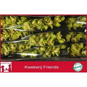 CYMB T OVATI EMERALD