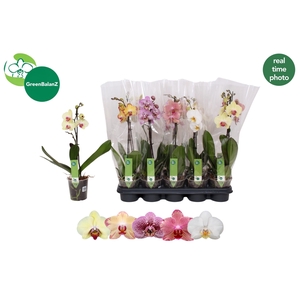 PHAL GEM 5 KL