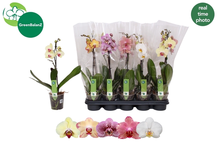 <h4>PHAL GEM 5 KL</h4>