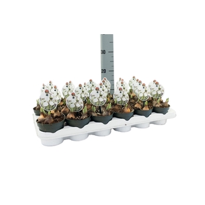 Galanthus nivalis   ...in pot