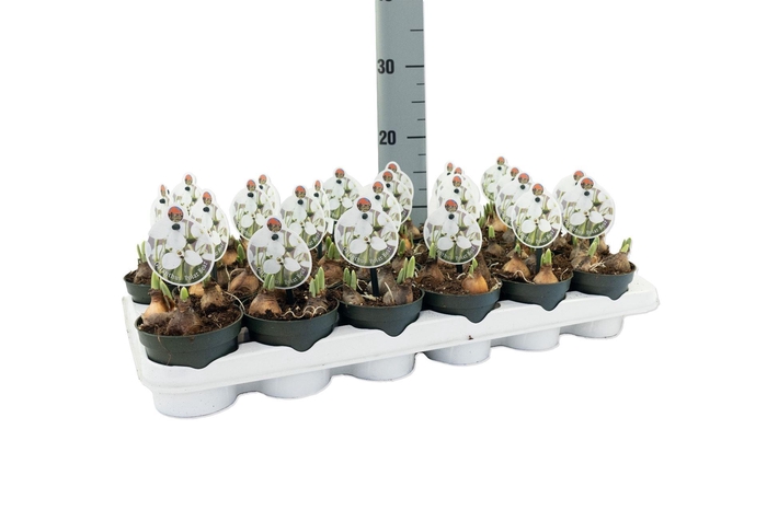 <h4>Galanthus nivalis   ...in pot</h4>