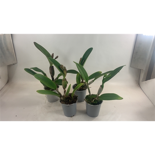 <h4>Cattleya grootbloemig 2 bloem</h4>