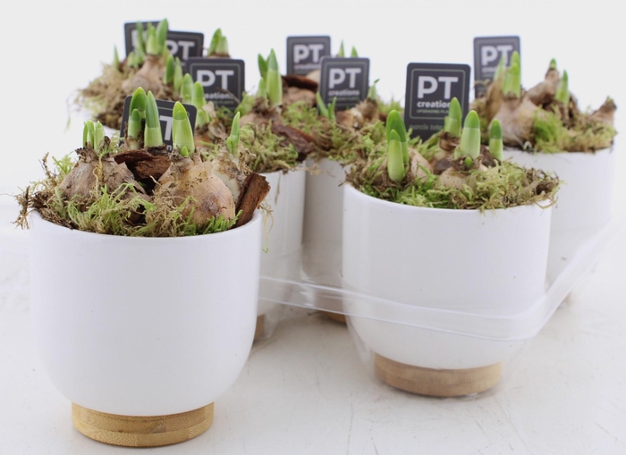 <h4>ARR N TETE A TETE</h4>