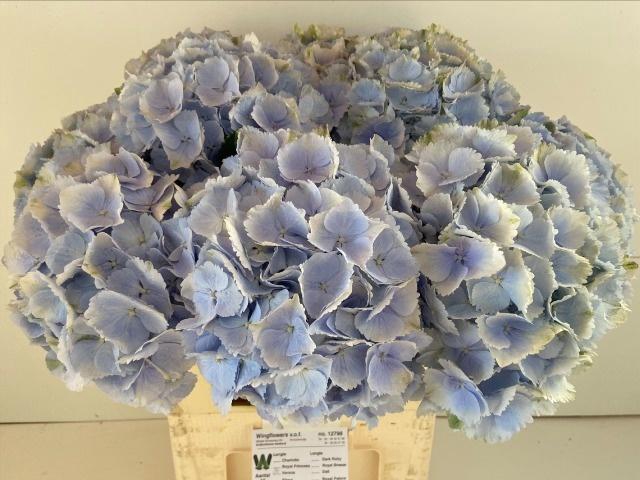 <h4>HYDR M CH VERENA BL</h4>