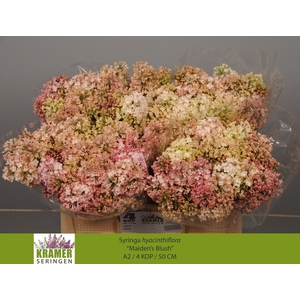 SYR HY MAIDENS BLUSH