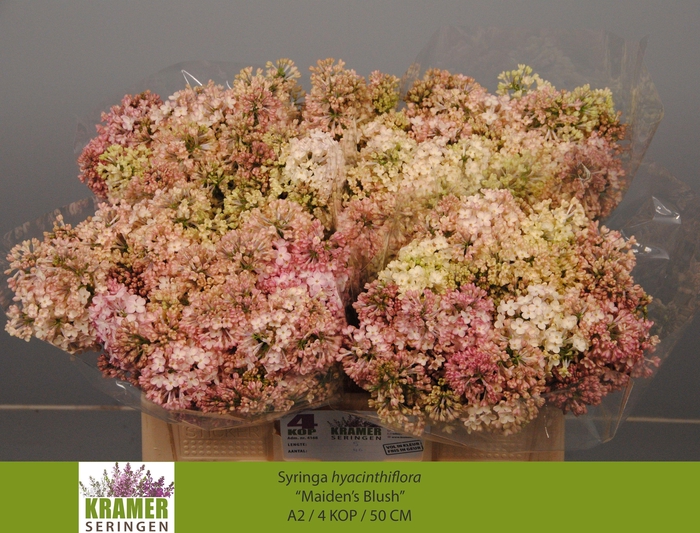 <h4>SYR HY MAIDENS BLUSH</h4>