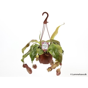NEPENTHES-HYBRIDER P15 NR 175