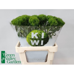 Di Barbatus Kiwi Mellow Green Valley
