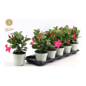 MANDEVILLA OV