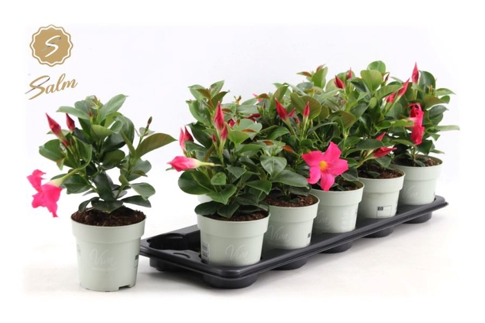 MANDEVILLA OV