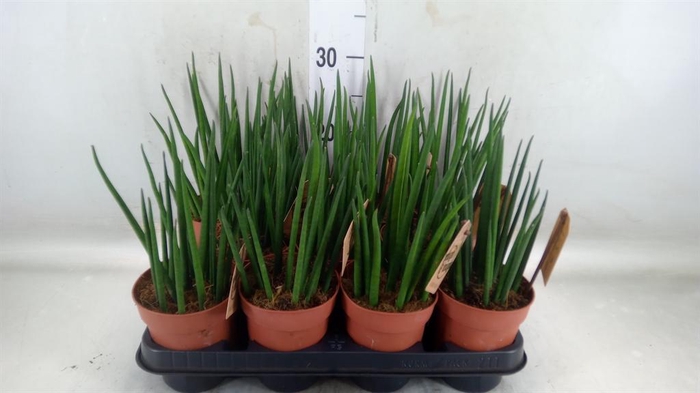 <h4>Sansevieria bacularis</h4>