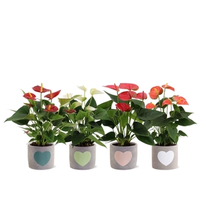 Anthurium 12 cm 4 color mix in Jolijn 3 ceramics