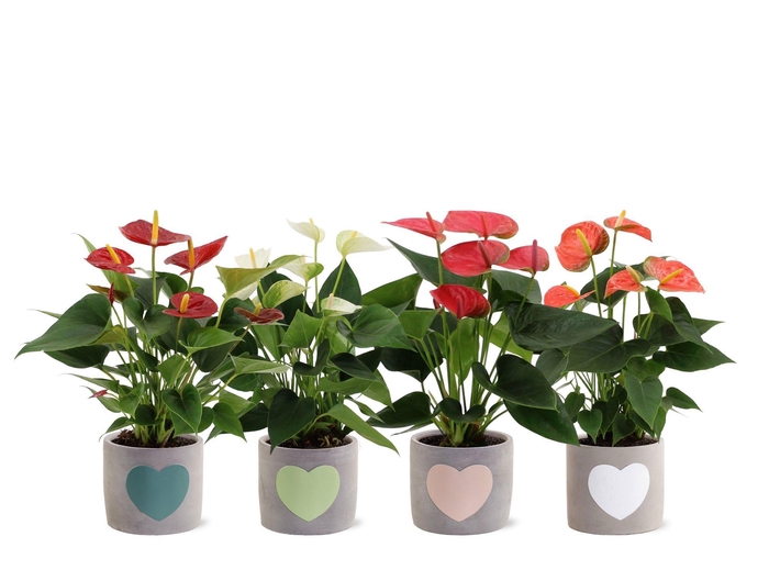 <h4>Anthurium 12 cm 4 color mix in Jolijn 3 ceramics</h4>