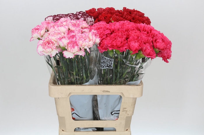 <h4>Dianthus St Rainbow</h4>