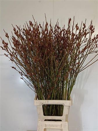 <h4>Salix Melanostachys Spray 100cm</h4>