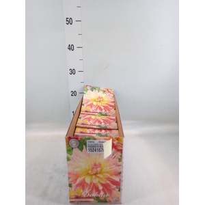 Dahlia   ...flowerbulbs