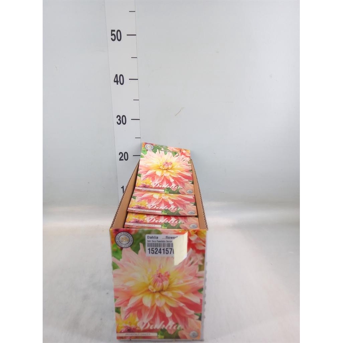 <h4>Dahlia   ...flowerbulbs</h4>