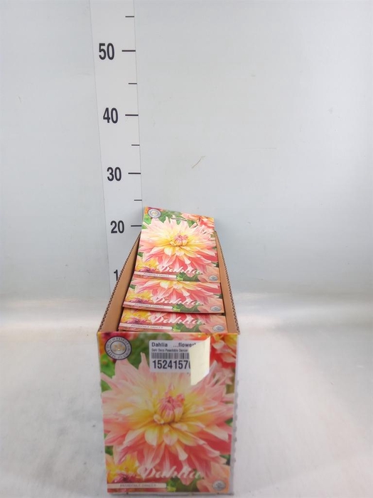 <h4>Dahlia ...flowerbulbs</h4>