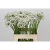 Allium Tuberosum