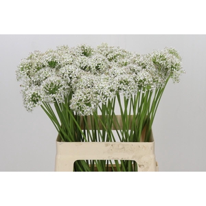 Allium Tuberosum