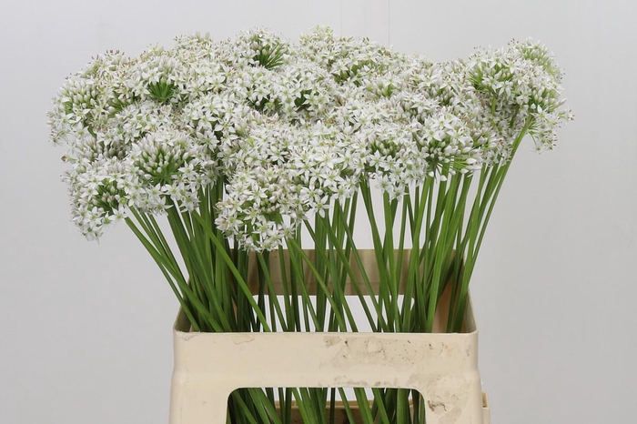 <h4>Allium Tuberosum</h4>