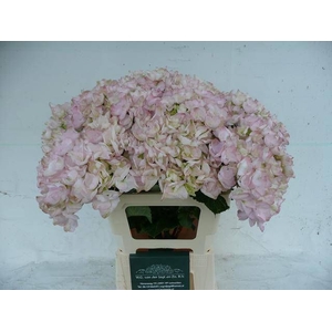 HYDR M APHRODITE RZ