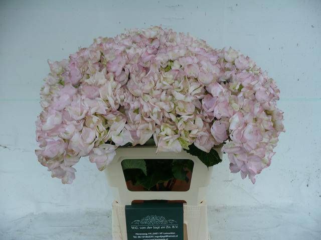 <h4>HYDR M APHRODITE RZ</h4>