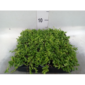Senecio herreianus