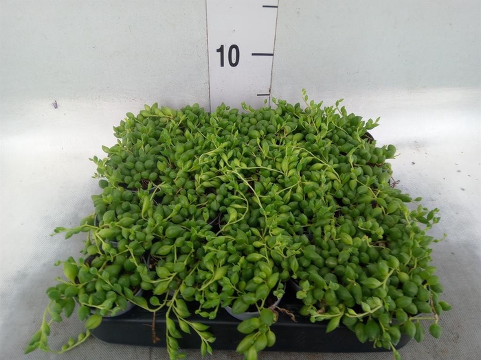 <h4>Senecio herreianus</h4>
