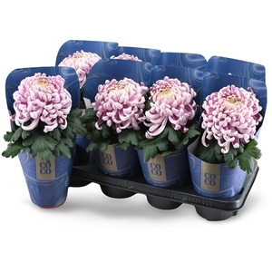 Chrysanne CoCo Pink