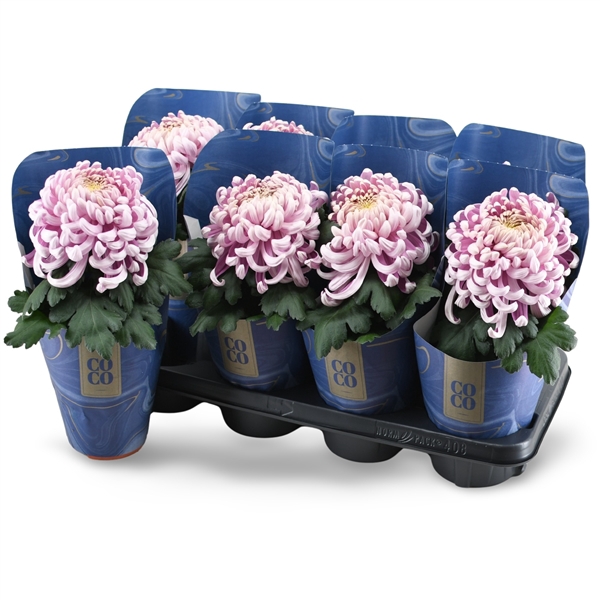 <h4>Chrysanne CoCo Pink</h4>